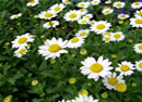 Chamomile Flowers