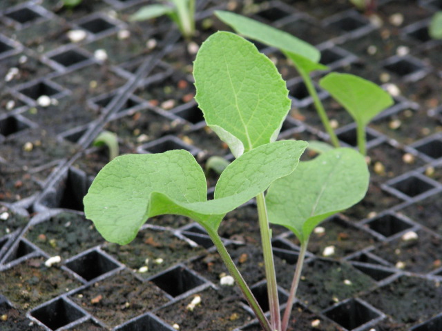 Burdock Seedling