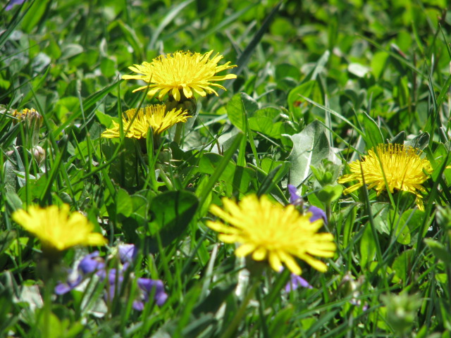 Yellow Dandelion Flowers