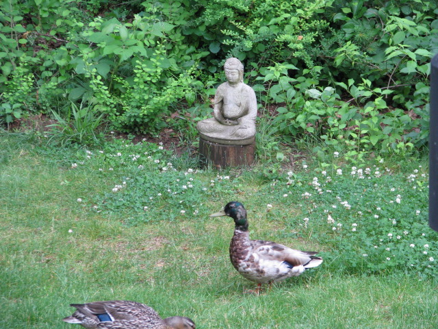 budha statue with live duck in green garden