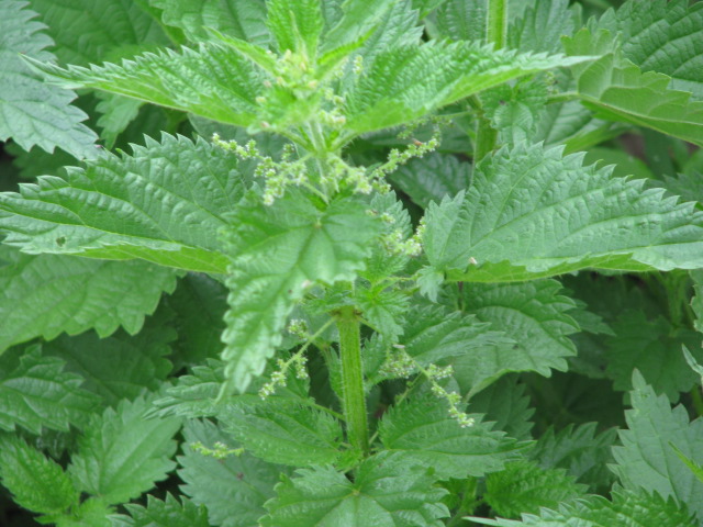 Green Leaves of Stinging Nettle Plang