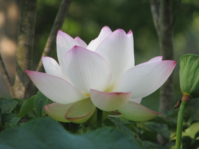 Blooming Water Lilly