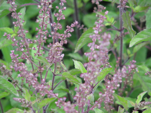 Purple Flowering Holy Basil