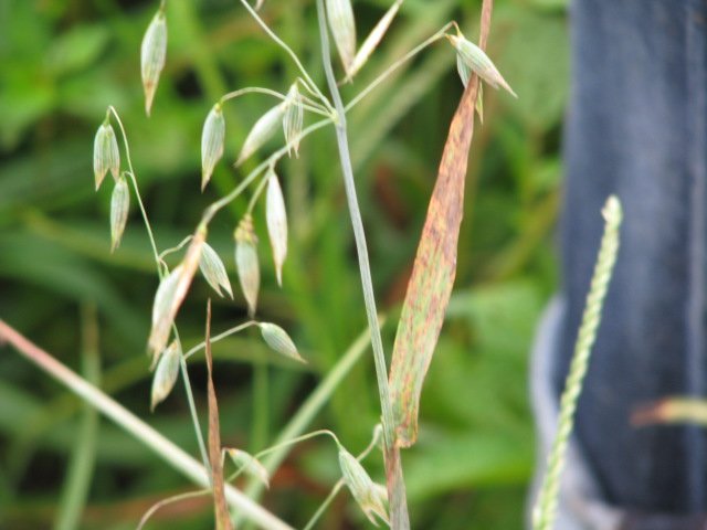 Growing Oats