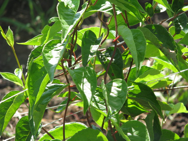 Young Green Schisandra Leaves